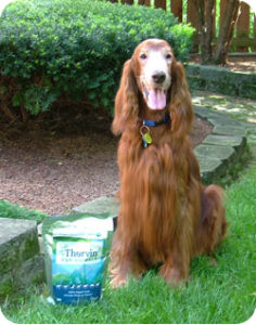 Domanik-Irish-Setter